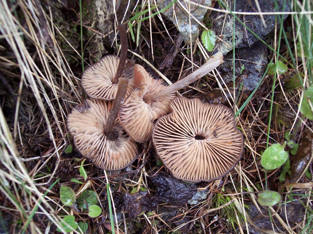 primi funghi  a Gressoney v.a.